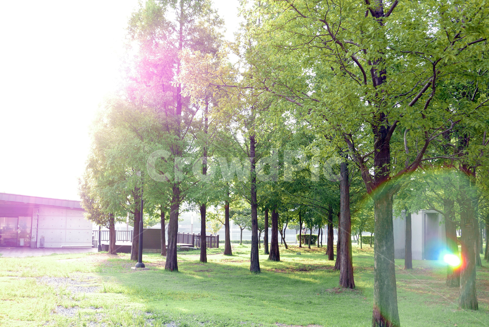 배경,빛,풍경,하늘,자연,나무,야외,공원,나뭇가지,환경,숲,나뭇잎,nature,landscapesky,park,tree