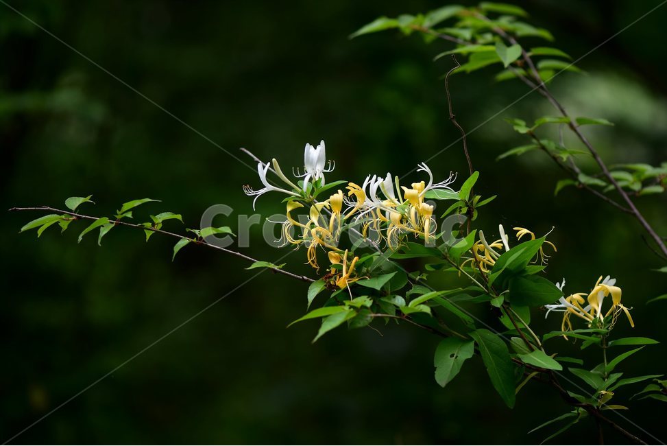 인동덩굴,야생화,꽃,식물,자연,생태,플라워,flower,plants,nature,식물,자연,plants,nature,꽃,flower