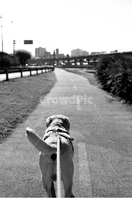 리트리버,흑백사진,길,개,강아지,pet,dog