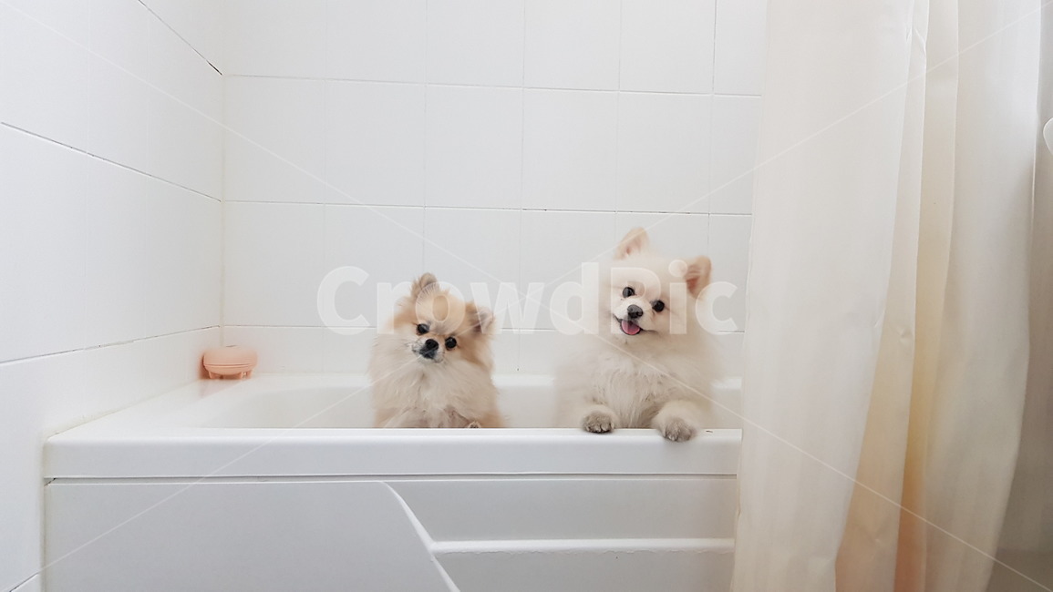 포메라니안,강아지,개,반려동물,애완동물,샤워,목욕,화장실,욕조,동물,궁금증,생각