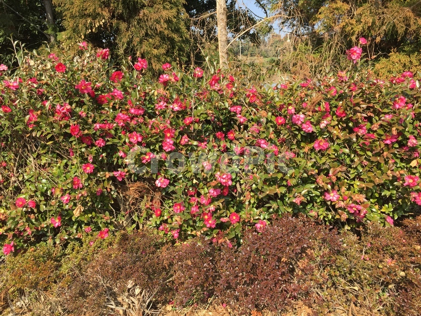 꽃,제주도,분홍,감성,플라워,자연,풍경,nature,landscape,식물,plants,꽃,flower,plant,blossom,geranium,제라늄,outdoors,옥외