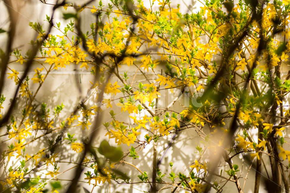 개나리,봄,꽃,자연,flower,색감,느낌,풍경,나무,노랑,봄,계절,spring,season,식물,자연,plants,nature,꽃,flower,tree,plant