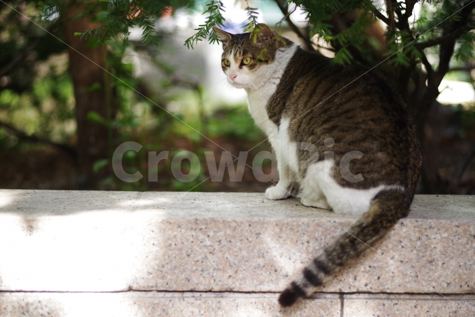 고양이,길고양이,길냥이,냥이,나뭇잎,고양이화보,냥짤,Cat,kitty,kitten,cute,lovely,adorable,street,streetcat,wild,wildcat,stray,starycat,동물,animal,고양이,cat,kitten,kitty,포유류,mammal