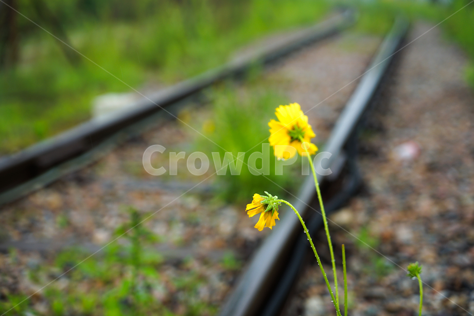 꽃,들꽃,야생화,비,봄비,노란꽃,식물,자연,plants,nature,꽃,flower