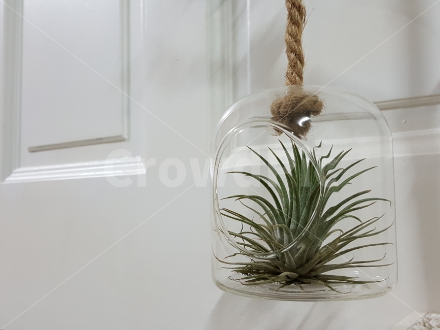 식물,인테리어,다육,화병,자연,문,집,조화,유리병,식물,자연,plants,nature,인테리어,실내디자인,interior design
