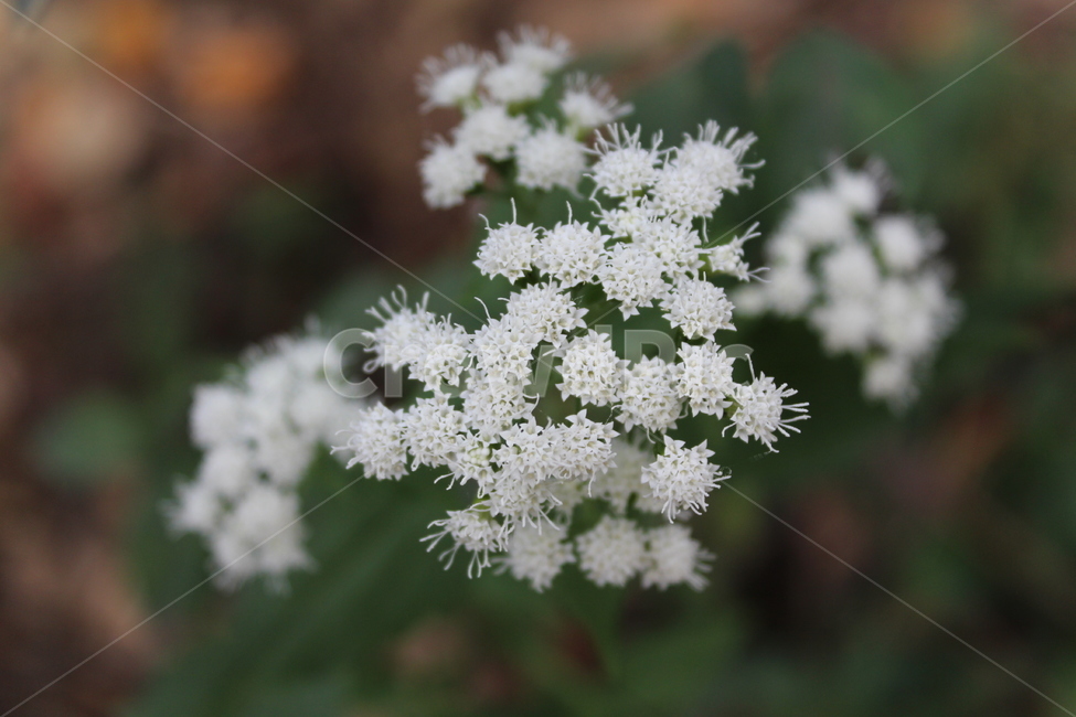 식물,야생화,꽃,자연,순수,근접,plant,식물,자연,plants,nature,꽃,flower