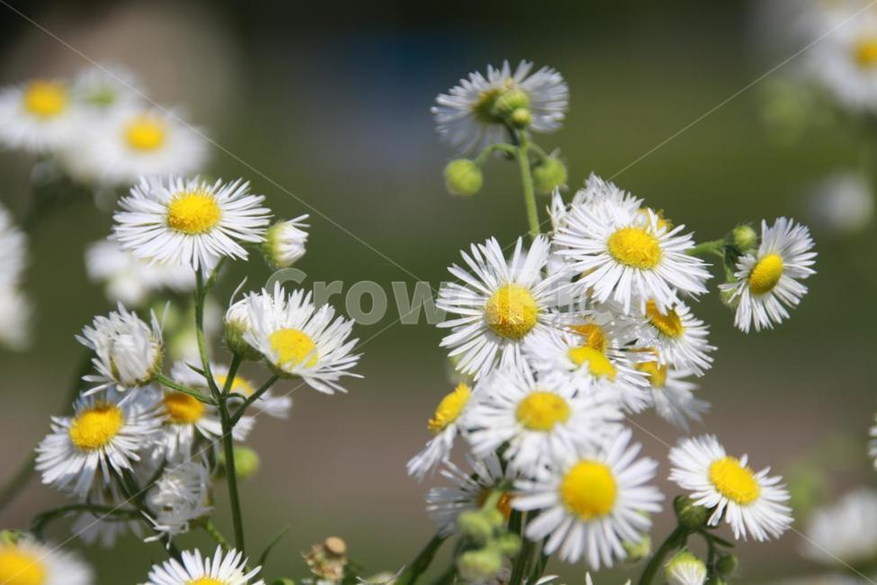 식물,꽃,개망초,여름,강변,식물,자연,plants,nature,꽃,flower