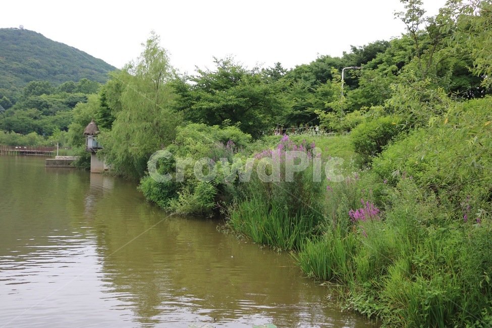 호수,물,식물,꽃,분홍,초록,산,하늘,자연,lake,mizuumi,water,mizu,plants,shokubutsu,flower,hana,pink,pinku,green,midori,mountain,yama,sky,sora,nature,자연,풍경,nature,landscape,outdoors,옥외