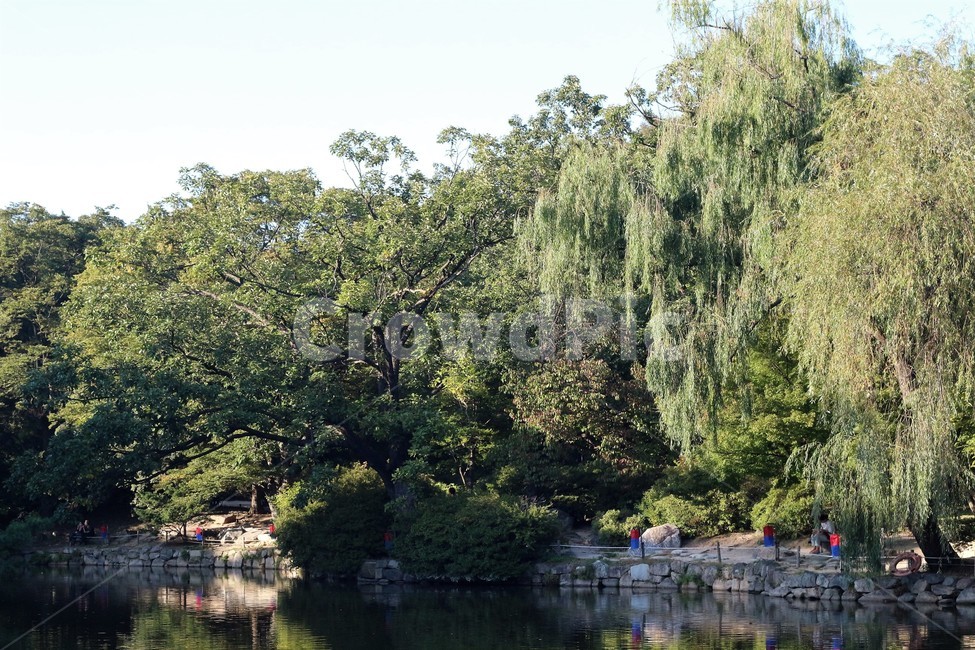 tree,나무,plant,식물,옥외,outdoors,연못,자연