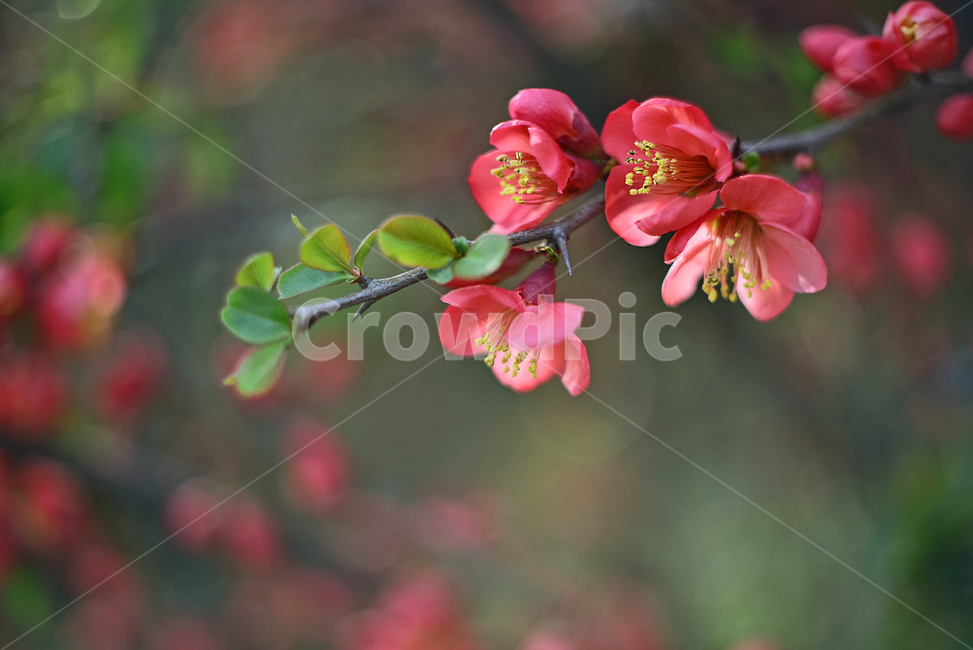 명자나무,봄꽃,관상용,낙엽관목,장미과,꽃,플라워,빨강색꽃,나무꽃,배경,백그라운드,시즌,계절,season,springflowers,flowers,flare,plant,식물,야외,옥외,아웃도어,blossom,봄배경,식물,자연,plants,nature