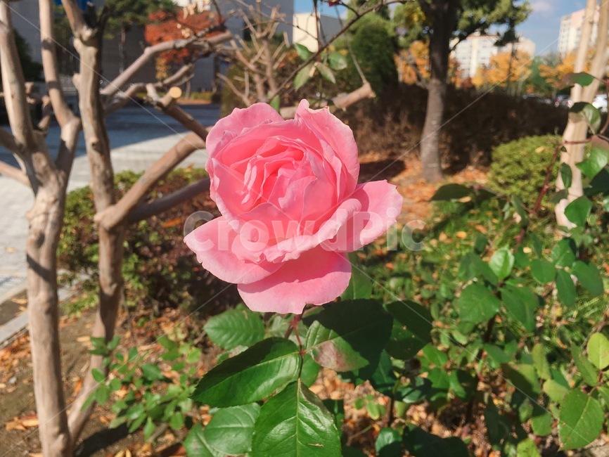 장미,꽃,식물,나무,정원,핑크,rose,pink,leaf,잎,장미꽃,garden,tree,자연,공원,park,plants,flower