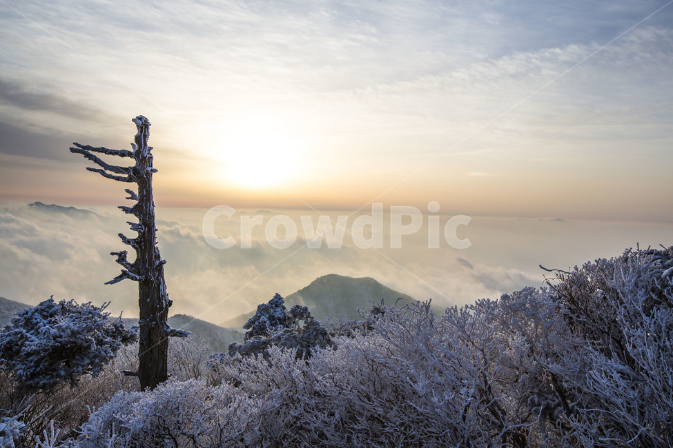 운해,비목,상고대,얼음꽃,풍경,겨울,계절,winter,season,자연,풍경,nature,landscape,한국자연풍경,한국자연경관,korea nature landscape,식물,plants,나무,trees,wood,plant,outdoors,옥외