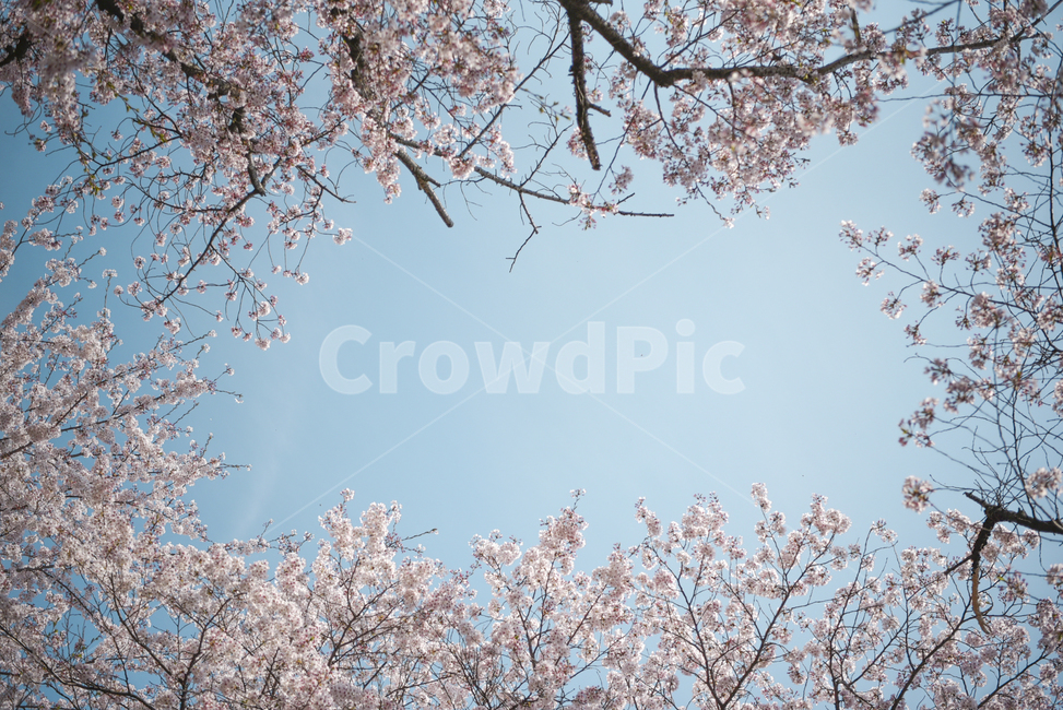 벚꽃,봄,cherryblossom,꽃,flower,식물,파란하늘,하늘