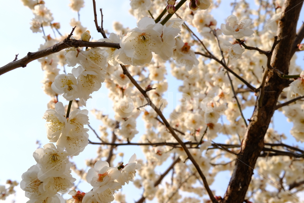 봄,봄꽃,꽃,매화,벚꽃,나들이,배경,배경화면,flower,flowers,spring,봄,계절,spring,season,plant,식물,blossom