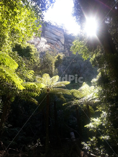 나무,식물,tree,plant,숲,forest,light,빛
