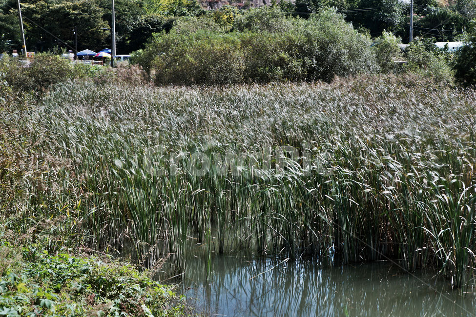 호수,저수지,수풀,식물,자연,계절,가을,백운호수,자연,풍경,nature,landscape,grass,잔디,plant,land,땅,outdoors,옥외,water,물
