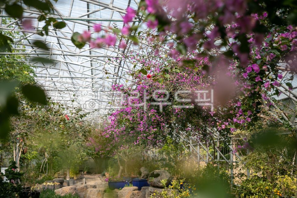 식물원,온실,아열대식물,꽃,부겐빌레아