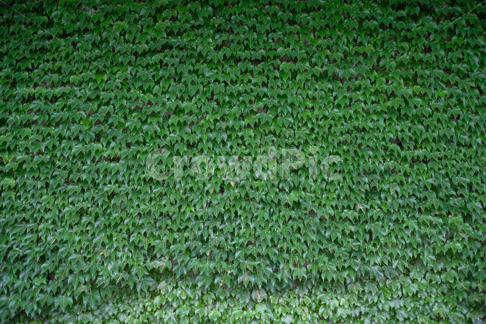 녹색,green,벽,넝쿨,자연,nature,여름,식물,자연,plants,nature