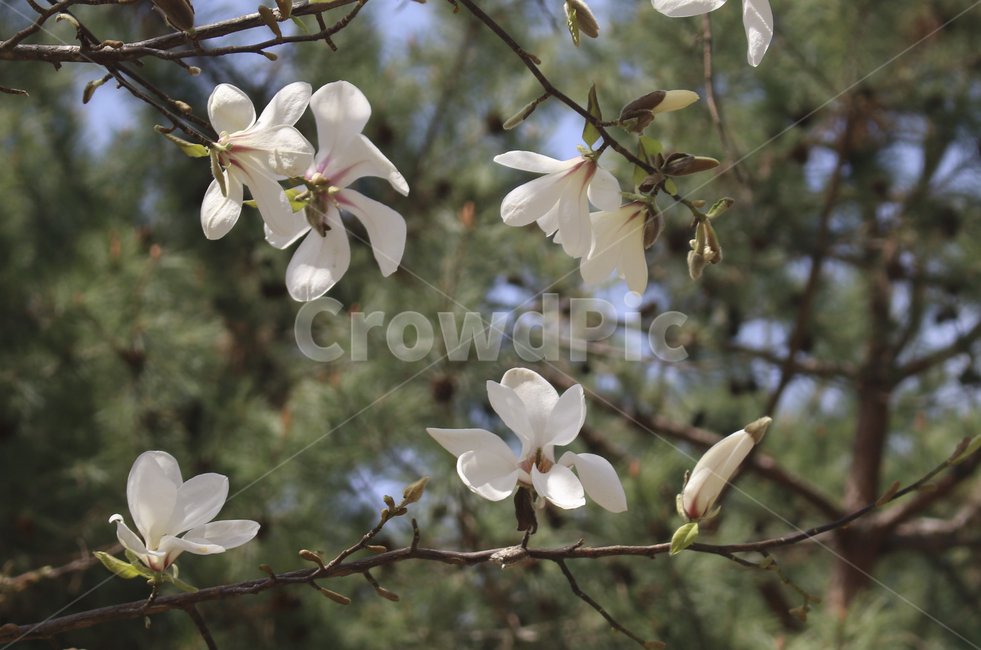 plant,식물,blossom,flower,꽃,spring,봄,봄꽃,흰꽃,하얀꽃,white,whiteflower,목련,백목련