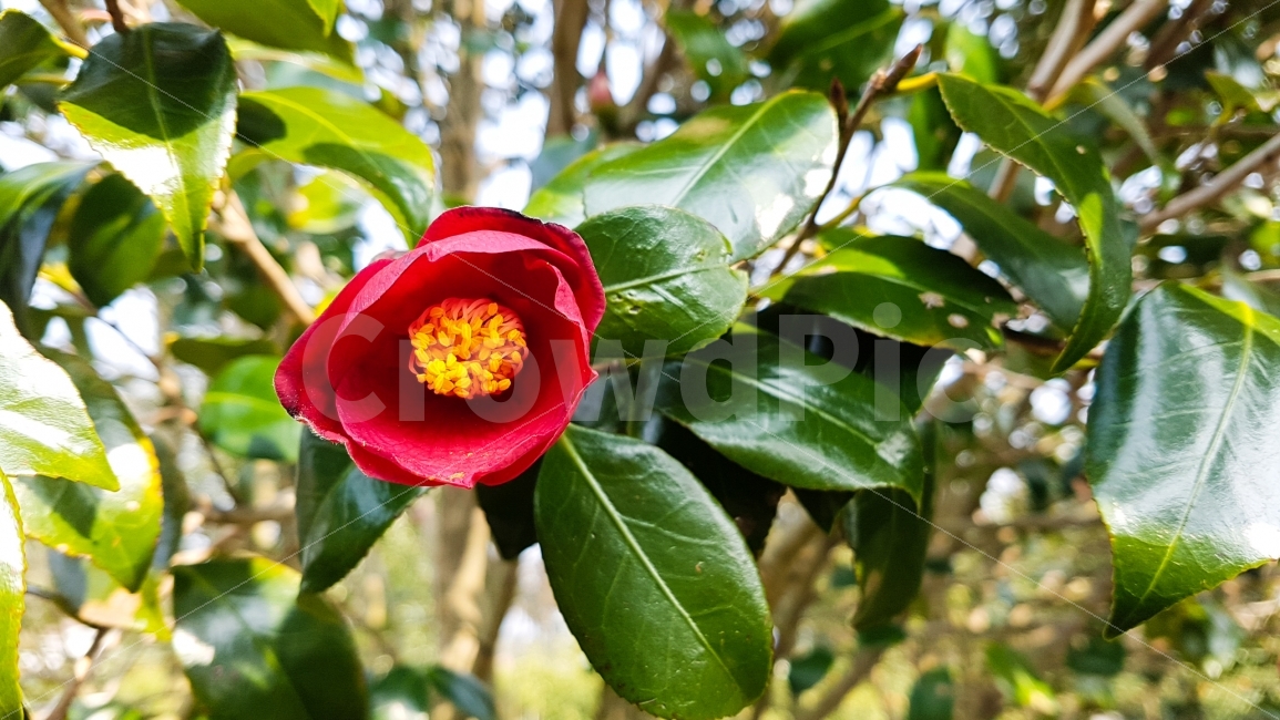 제주도,제주,꽃,동백,동백꽃,겨울,식물,자연,plants,nature,겨울,계절,winter,season,꽃,flower