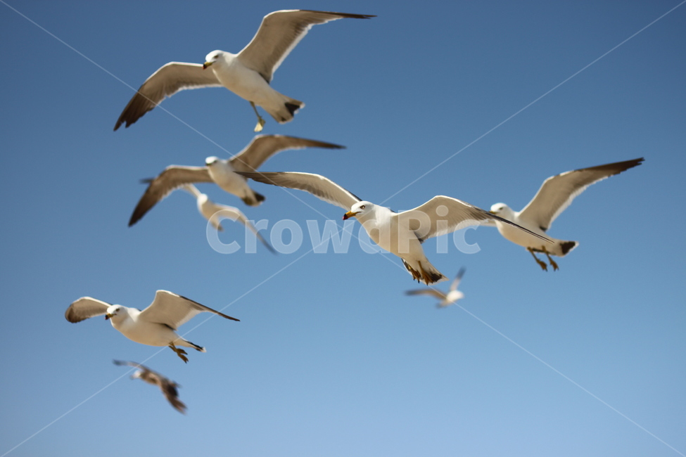 갈매기,비행,seagull,하늘,갈매기때,sky,푸른,맑은