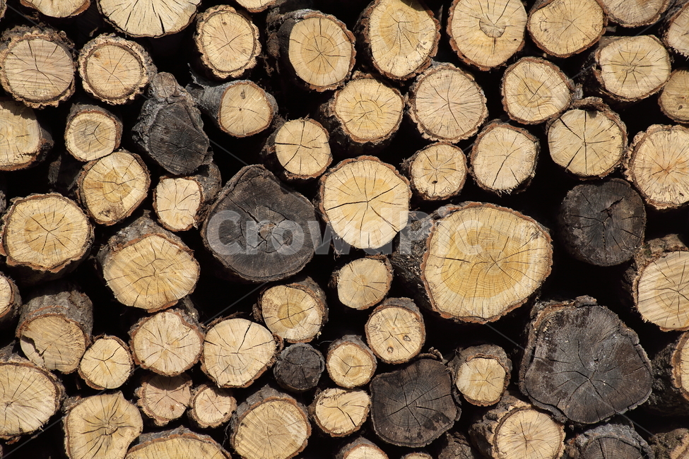 나무,장작,단면,땔감,wood,굴참나무,Chinesecorkoak,나무,trees,wood