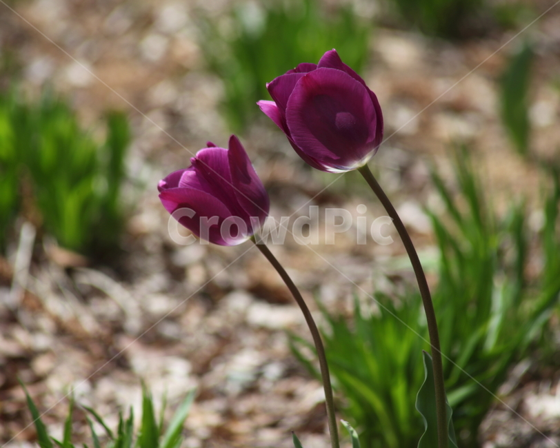튤립,구근초,백합과,꽃,tulip