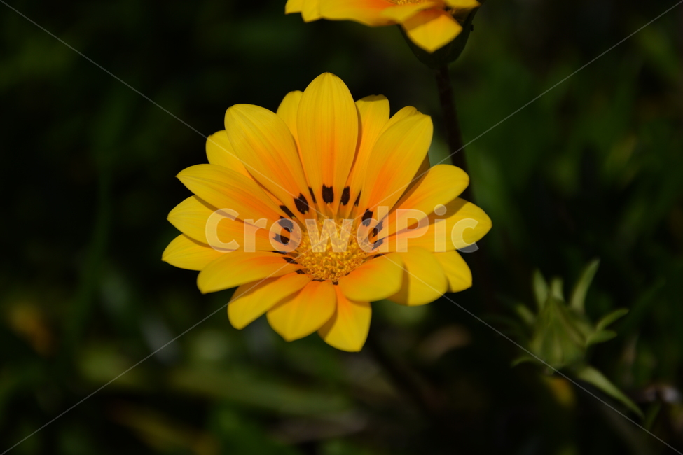 가자니아,꽃,꽃사진,플라워,노란꽃,풀,식물,식물,자연,plants,nature,꽃,flower