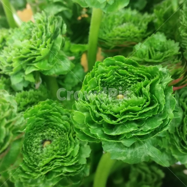green,초록,plant,식물,라넌큘러스,꽃,flower,양배추,배추,꽃밭,식물,자연,plants,nature