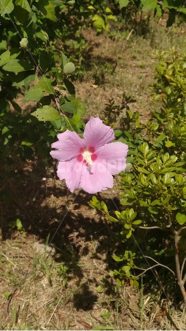 한송이,독립적,무궁화,우리나라,꽃,식물,자연,plants,nature,꽃,flower