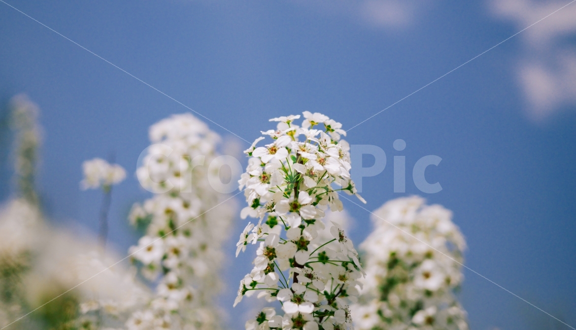 봄,감성,감성사진,봄풍경,꽃,사진,봄,계절,spring,season,식물,자연,plants,nature,꽃,flower,감성,sensible,feeling,plant