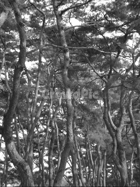 의림지,숲,소나무,나무,유원지,제천,자연,풍경,nature,landscape,흑백,모노톤,monochrome,black and white,tree,plant,식물,tree trunk,나무 줄기