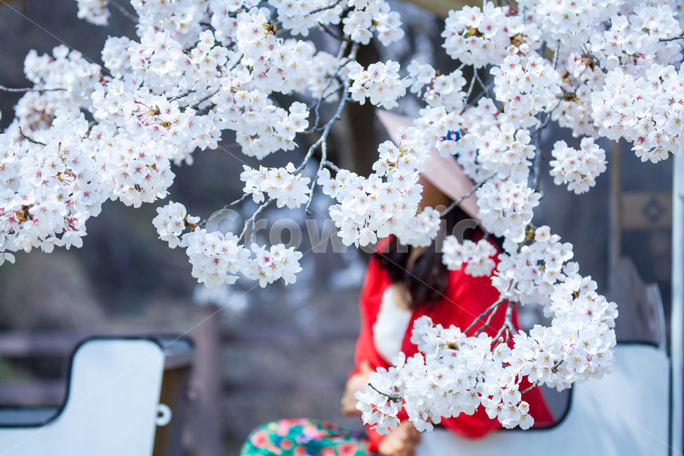 벚꽃,나무,plant,식물,blossom,꽃,flower,사람