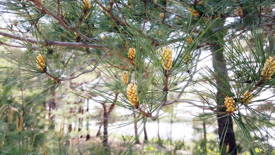 소나무,화분,솔방울,솔가루,송진,식물,자연,plants,nature