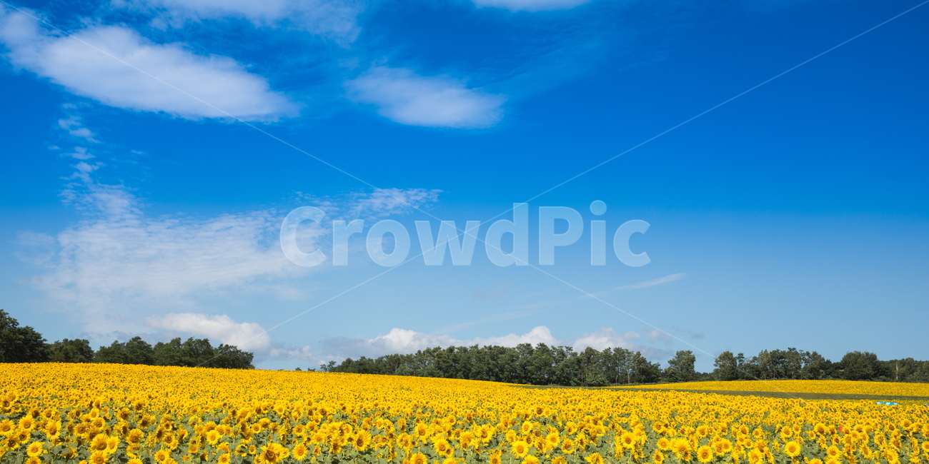 해바라기,해바라기꽃,꽃,sunflower,flower,식물,자연,풍경,nature,landscape,식물,plants,꽃,flower,field,들,grassland,목초지,outdoors,옥외