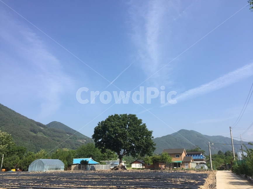 나무,하늘,자연,산,밭,tree,시골,마을,풍경,landscape,country,rural,town