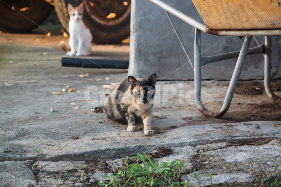 고양이,길고양이,공격자세,동물,포유류,동물,animal,포유류,mammal,고양이,cat,kitten,kitty