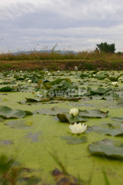연못,초록,클로즈업,접사,plant,nature,식물,자연,outdoors,옥외,연꽃,감성사진,식물,자연,plants,nature,꽃,flower