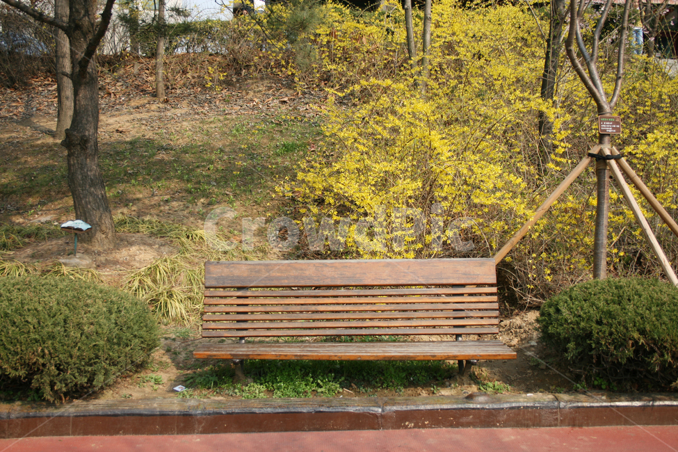 공원,봄,봄날,노란색,감성,spring,flower,풍경,식물,꽃,개나리,봄,계절,spring,season,자연,풍경,nature,landscape,bench,벤치,furniture,가구