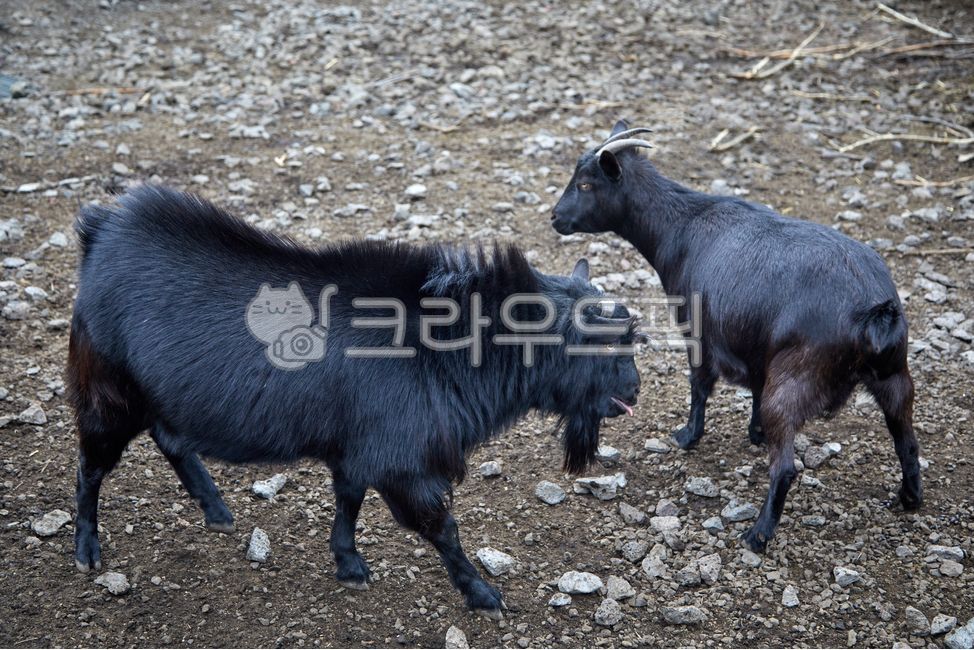 염소, 흑염소, 한쌍, 동물, 가축, 사진,이미지,일러스트,캘리그라피 - 포토비작가