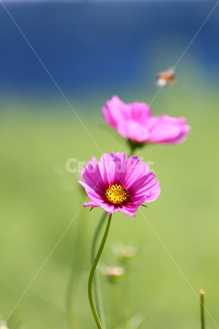 가을,코스모스,꽃,분홍,꽃잎,가을,계절,fall,autumn,season,식물,자연,plants,nature,꽃,flower,plant,daisy,데이지,blossom,daisies
