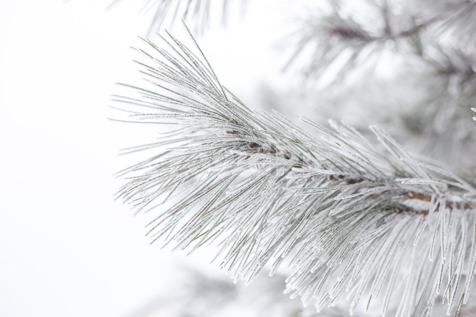 겨울,소나무,풍경,자연,눈,빙,nature,outdoors,옥외,ice,snow,겨울,계절,winter,season