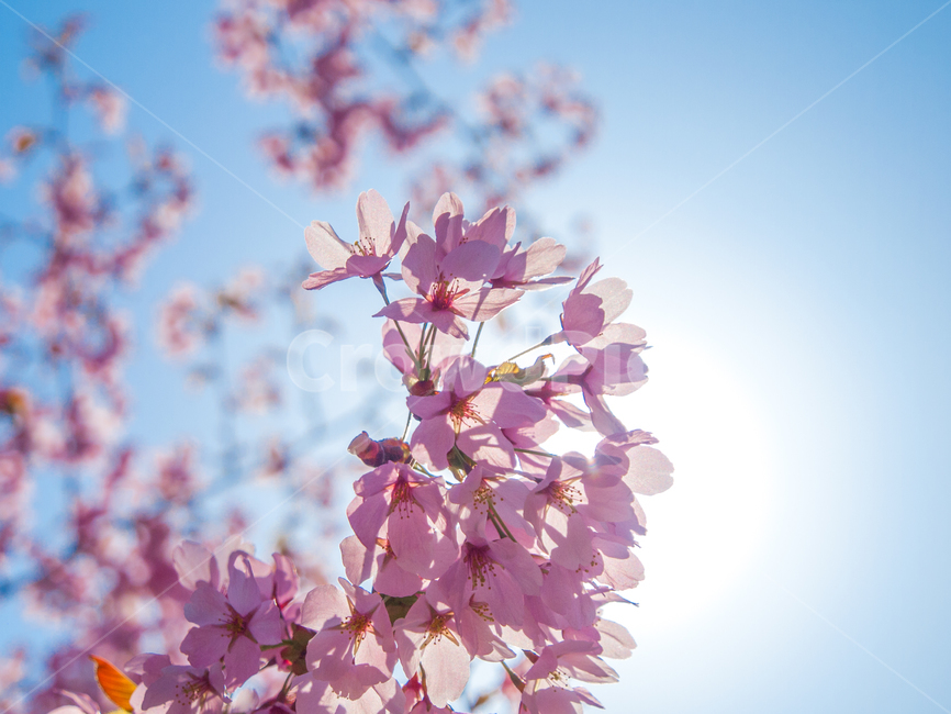 식물,꽃,분홍색꽃,풍경,자연,식물,자연,plants,nature,꽃,flower