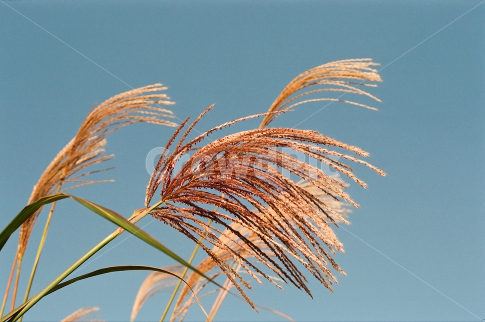 필름카메라,필름사진,감성사진,하늘공원,억새축제,가을,계절,fall,autumn,season,식물,자연,plants,nature,grass,잔디,plant,lawn,reed,갈대