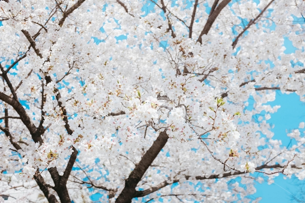 사진,컨셉,봄,벚꽃,벚꽃세상,벚꽃놀이,꽃,풍경,자연,경치,계절,따뜻한,설렘,핑크,사랑,감성사진,배경화면,화사한,거리,길,공원,하늘,파란하늘,구름,사쿠라,봄,계절,spring,season,식물,자연,plants,nature,꽃,flower,plant,blossom