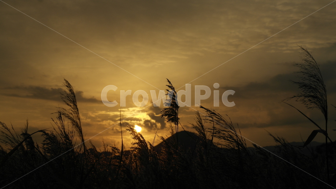 순천,가을,갈대밭,억새밭,억새축제,순천만,석양,감성,ppt배경,가을,계절,fall,autumn,season,자연,풍경,nature,landscape,plant,식물,grass,잔디,lawn,reed,갈대