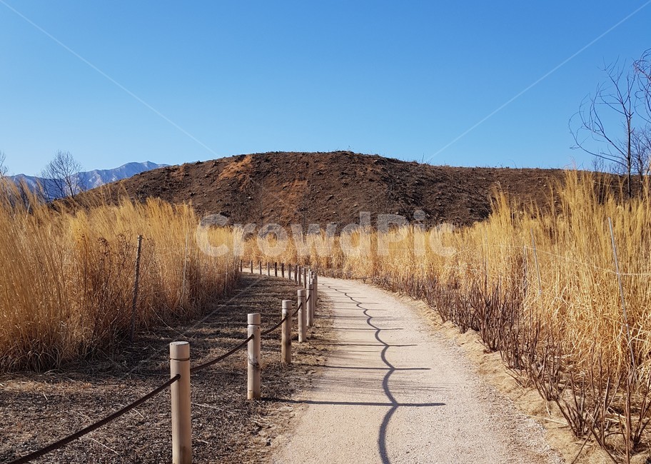 road,dirtroad,grassland,목초지,field,들,outdoors,옥외,갈대,자연