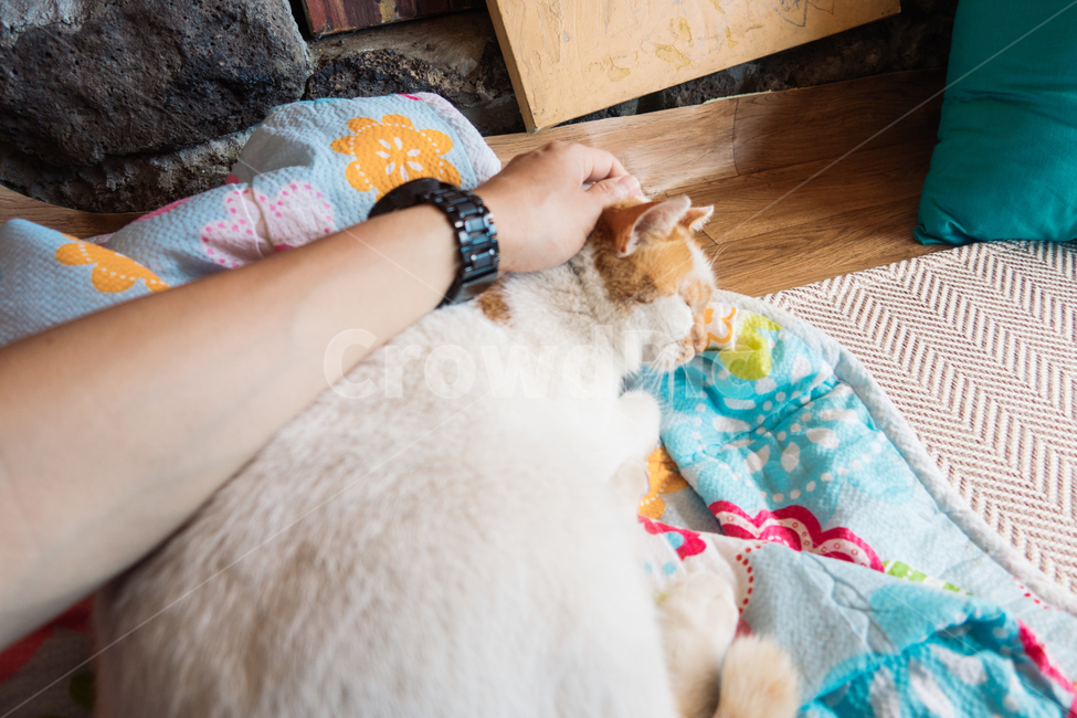 고양이,냥이,캣,냥냥이,야옹이,cat,동물,잠자는고양이,산책냥,동물,animal,포유류,mammal,고양이,cat,kitten,kitty