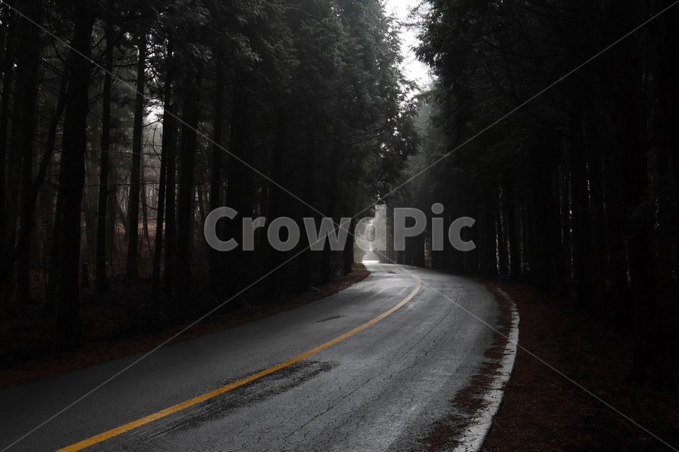 풍경,road,삼나무,제주,한라산,걷고싶은길,자연,풍경,nature,landscape,도로,asphalt,아스팔트,freeway,고속 도로,highway,고속도로