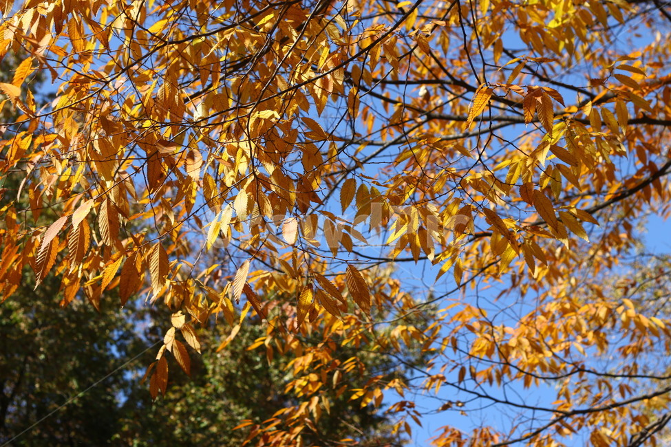 autumn,fall,tree,가을,낙엽,하늘,나무,가을,계절,fall,autumn,season,식물,자연,plants,nature,plant,leaf,잎